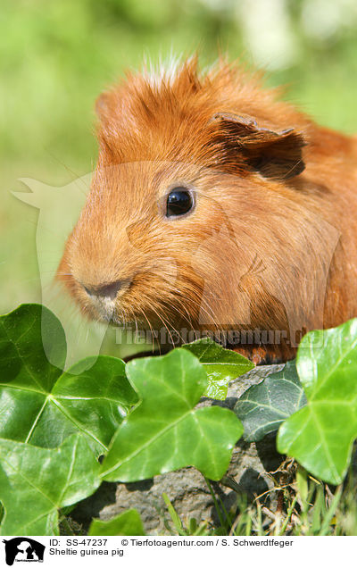 Sheltie Meerschweinchen / Sheltie guinea pig / SS-47237