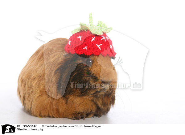 Sheltiemeerschweinchen / Sheltie guinea pig / SS-53140