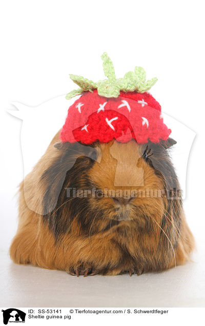 Sheltiemeerschweinchen / Sheltie guinea pig / SS-53141