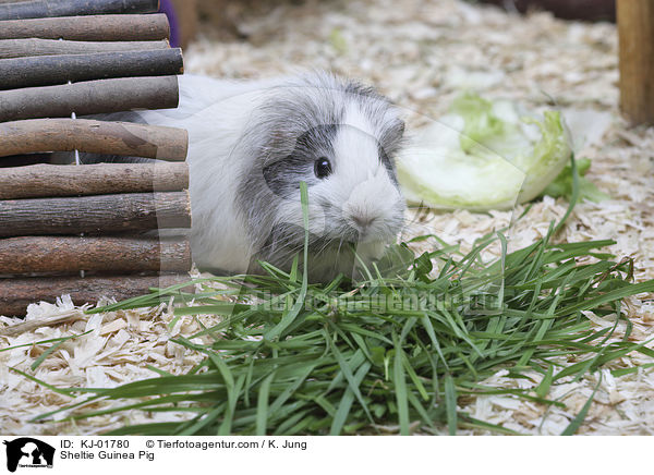 Sheltiemeerschweinchen / Sheltie Guinea Pig / KJ-01780