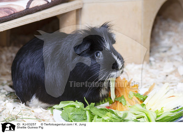 Sheltiemeerschweinchen / Sheltie Guinea Pig / KJ-03257