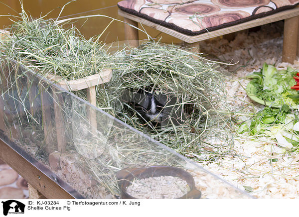 Sheltiemeerschweinchen / Sheltie Guinea Pig / KJ-03284