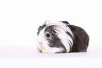 Sheltie Guinea Pig