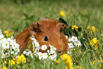 Sheltie guinea pig