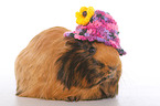 Sheltie guinea pig