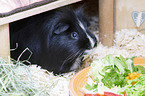 Sheltie Guinea Pig