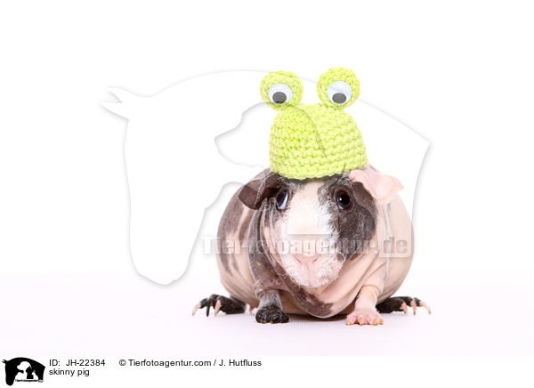 Nacktmeerschweinchen / skinny pig / JH-22384