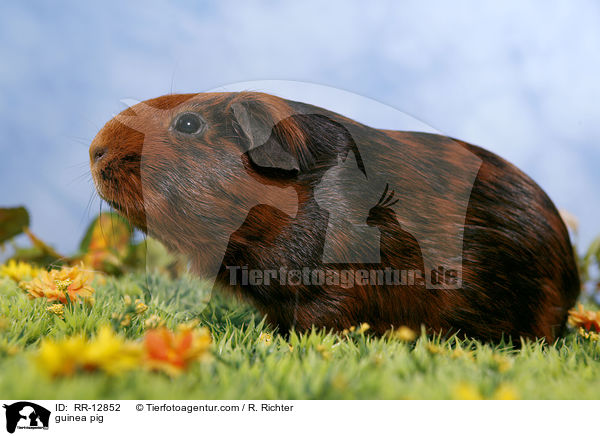 Glatthaarmeerschwein / guinea pig / RR-12852