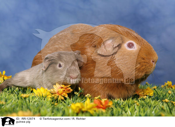 Meerschweinchen / guinea pig / RR-12874