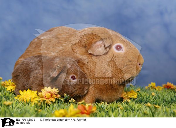 Meerschweinchen / guinea pig / RR-12875