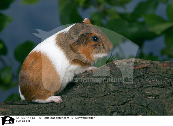 Glatthaar Meerschwein / guinea pig / SS-14443