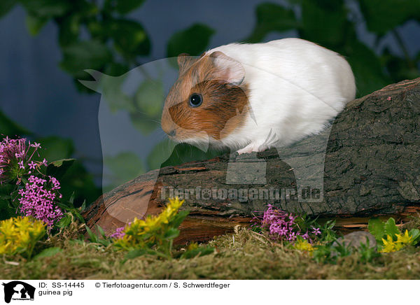 Glatthaar Meerschwein / guinea pig / SS-14445