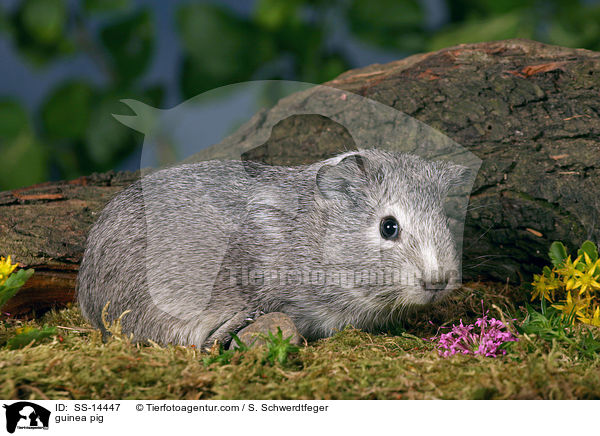 Glatthaar Meerschwein / guinea pig / SS-14447