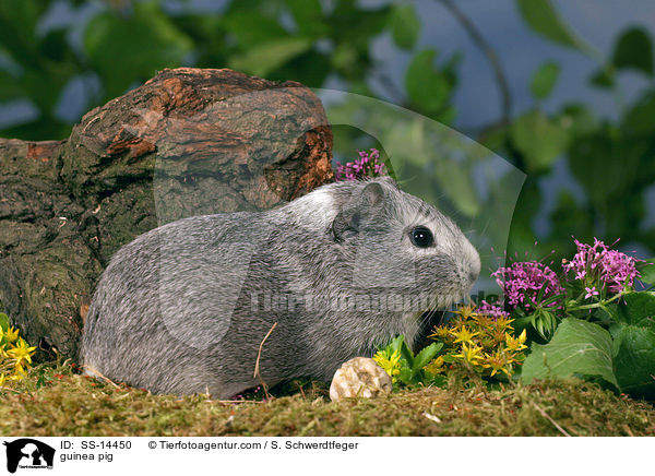 Glatthaar Meerschwein / guinea pig / SS-14450