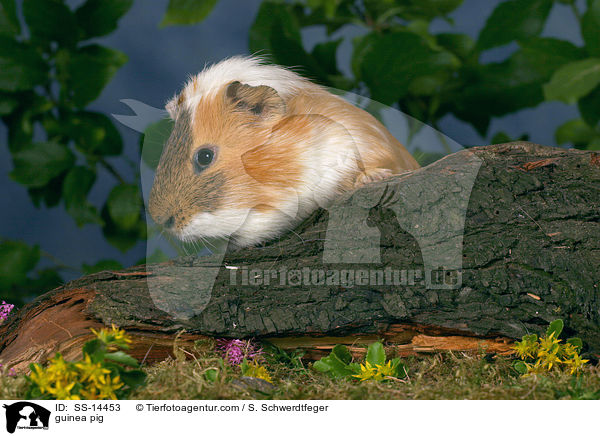 guinea pig / SS-14453