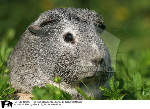 Glatthaarmeerschweinchen auf der Wiese / smooth-haired guinea pig in the meadow / SS-18599