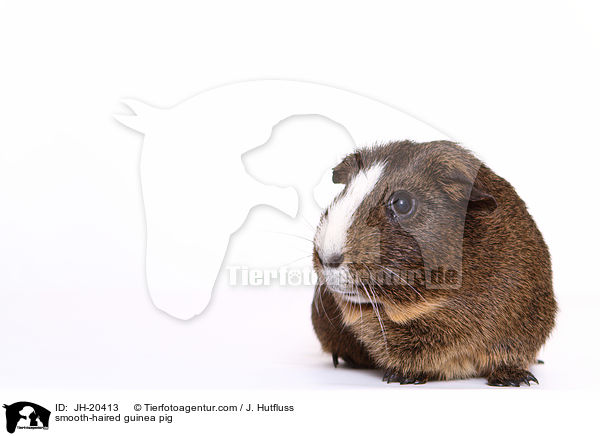 Glatthaarmeerschwein / smooth-haired guinea pig / JH-20413