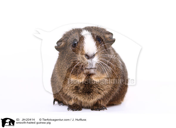 Glatthaarmeerschwein / smooth-haired guinea pig / JH-20414