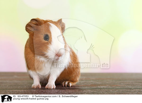 junges Glatthaarmeerschweinchen / young smooth-haired guinea pig / SS-47053