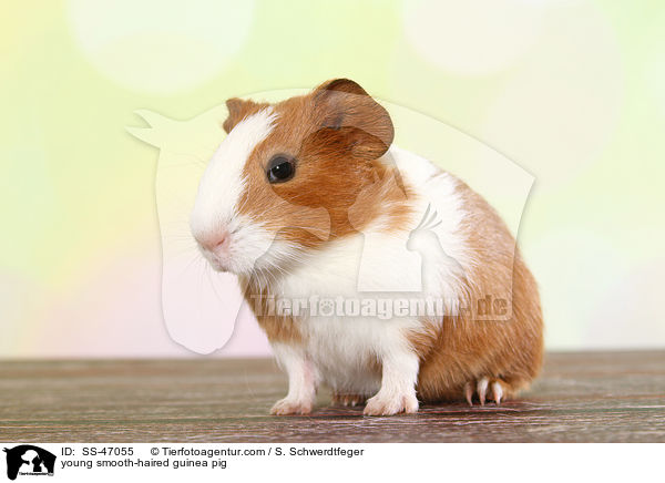 junges Glatthaarmeerschweinchen / young smooth-haired guinea pig / SS-47055