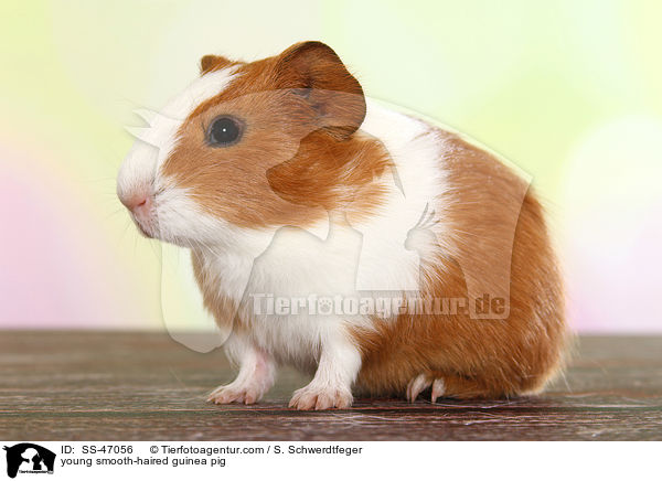 junges Glatthaarmeerschweinchen / young smooth-haired guinea pig / SS-47056