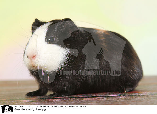Glatthaarmeerschweinchen / Smooth-haired guinea pig / SS-47063