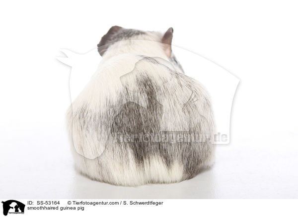 Glatthaarmeerschweinchen / smoothhaired guinea pig / SS-53164