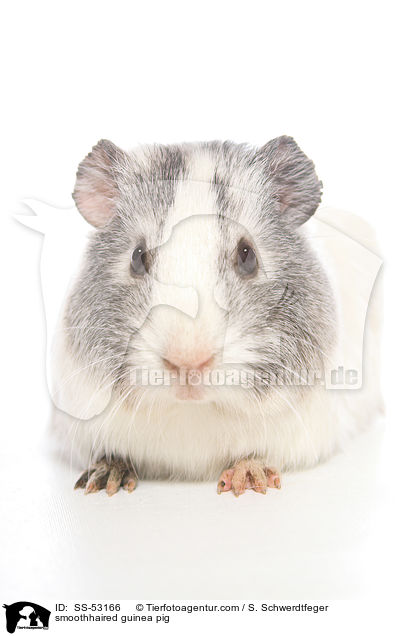 Glatthaarmeerschweinchen / smoothhaired guinea pig / SS-53166