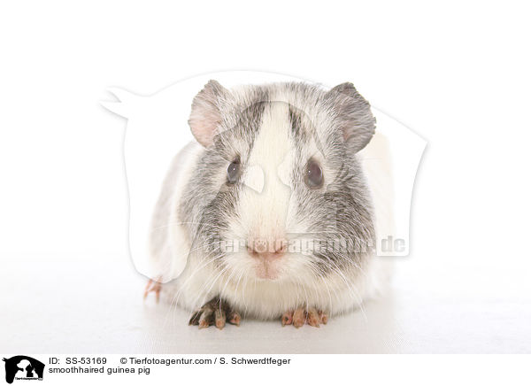 Glatthaarmeerschweinchen / smoothhaired guinea pig / SS-53169