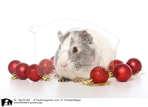 Glatthaarmeerschweinchen / smoothhaired guinea pig / SS-53189