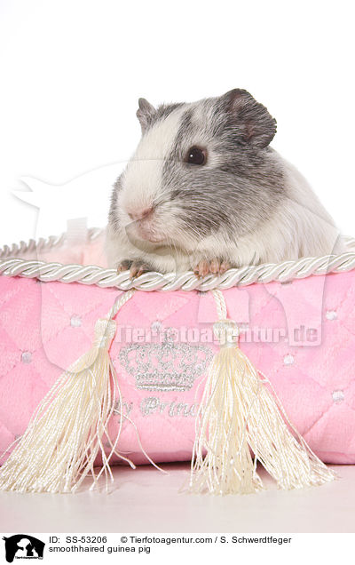 Glatthaarmeerschweinchen / smoothhaired guinea pig / SS-53206