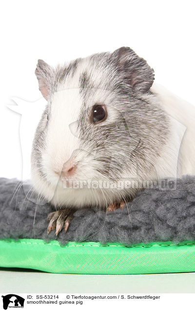 Glatthaarmeerschweinchen / smoothhaired guinea pig / SS-53214