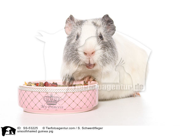 Glatthaarmeerschweinchen / smoothhaired guinea pig / SS-53225