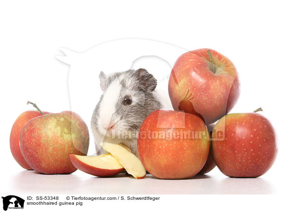 Glatthaarmeerschweinchen / smoothhaired guinea pig / SS-53348