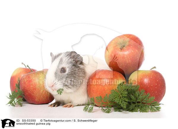 Glatthaarmeerschweinchen / smoothhaired guinea pig / SS-53350