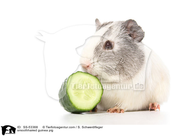 Glatthaarmeerschweinchen / smoothhaired guinea pig / SS-53368