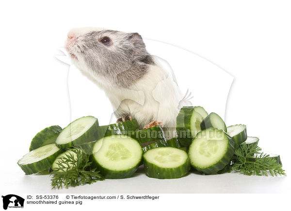 Glatthaarmeerschweinchen / smoothhaired guinea pig / SS-53376