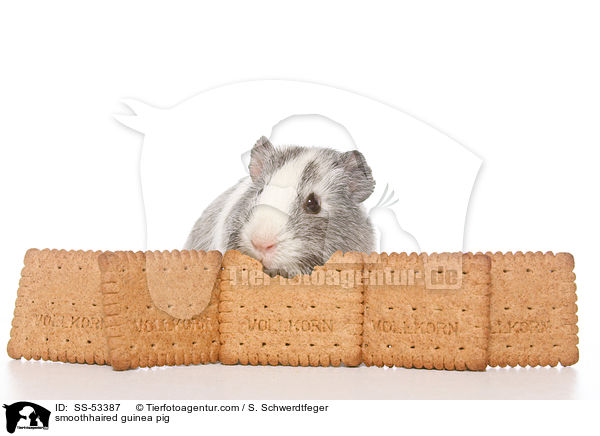 Glatthaarmeerschweinchen / smoothhaired guinea pig / SS-53387