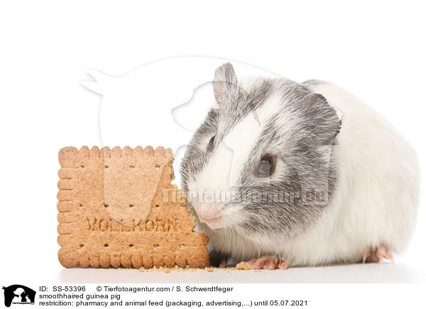 Glatthaarmeerschweinchen / smoothhaired guinea pig / SS-53396