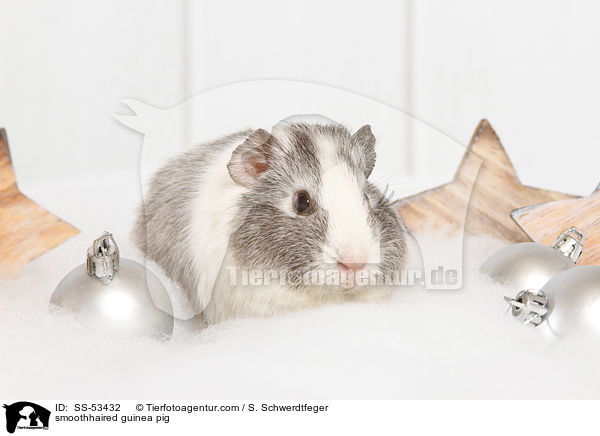 Glatthaarmeerschweinchen / smoothhaired guinea pig / SS-53432