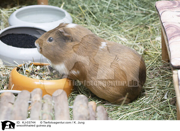 Glatthaarmeerschweinchen / smoothhaired guinea pig / KJ-03744