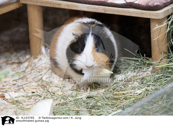 smoothhaired guinea pig / KJ-03785