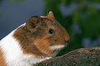 guinea pig Portrait