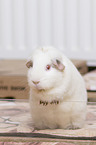 smoothhaired guinea pig