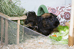 smoothhaired guinea pig