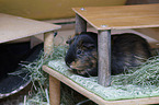 smoothhaired guinea pig