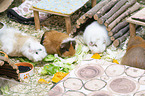 4 guinea pigs