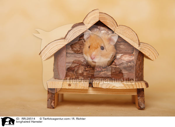 Teddyhamster / longhaired Hamster / RR-28514