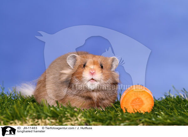 Teddyhamster / longhaired hamster / JH-11463