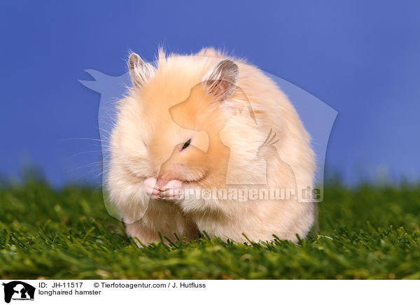 Teddyhamster / longhaired hamster / JH-11517